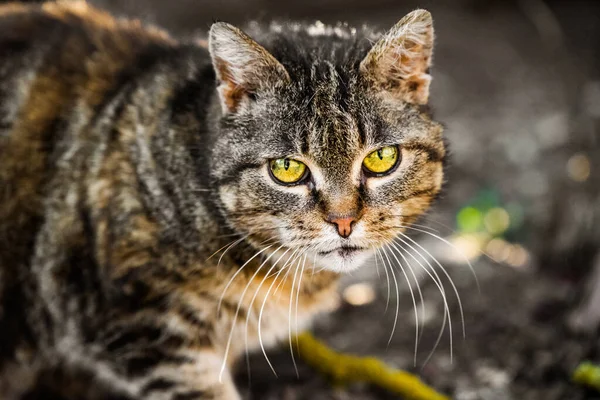 Chat triste avec des yeux jaunes malheureux inhabituels fermer — Photo