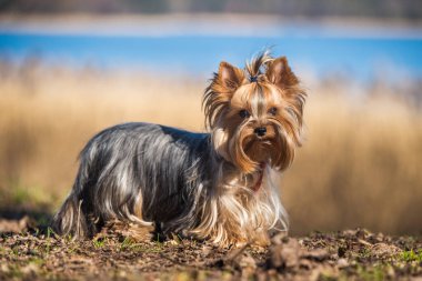 Yorkshire teriyer köpeği doğaya yakın oturuyor.