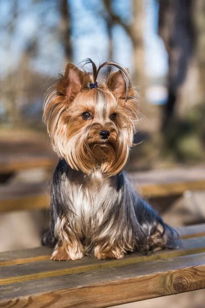 Yorkshire terrier perro sentado de cerca en la naturaleza —  Fotos de Stock