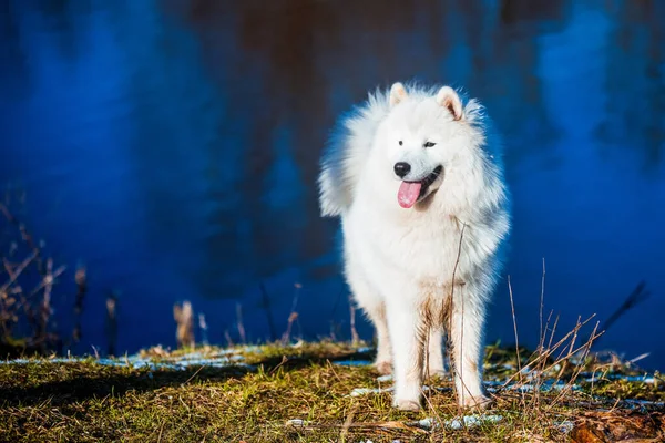 Λευκό χνουδωτό κουταβάκι του σκύλου βγαίνει έξω. — Φωτογραφία Αρχείου