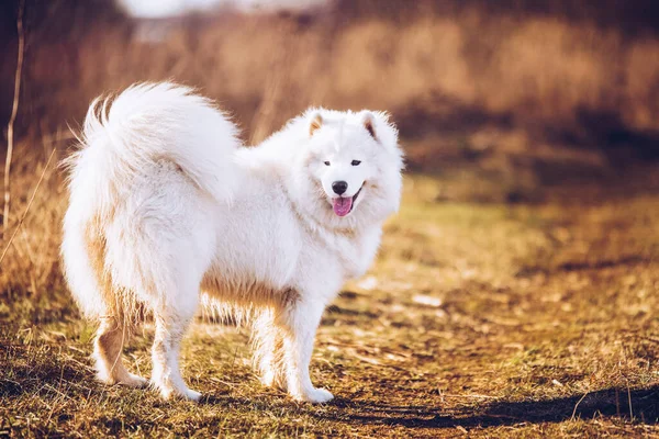Blanco esponjoso cachorro de perro Samoyed está caminando fuera —  Fotos de Stock