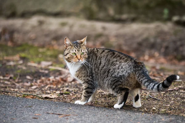 Tabby Cat оглядывается назад, идя по старой дороге . — стоковое фото