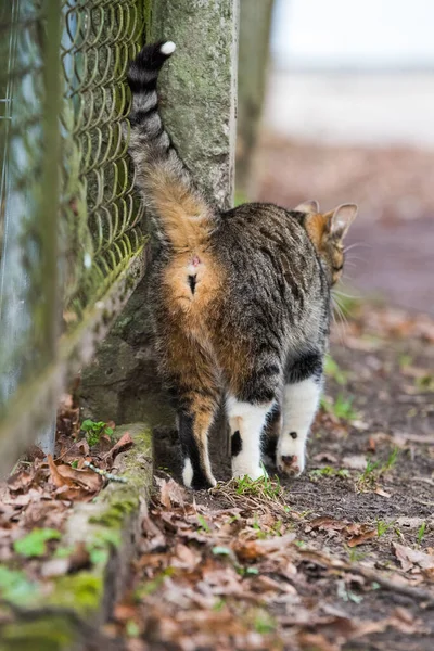 Tabby Cat back. Kitty is walking on old road.