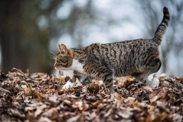 Primavera marzo tabby gato es caminar en seco hojas — Foto de Stock