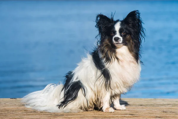 Papillon Hond Wit Brindle Jas Lang Franje Haar Oren Kleine — Stockfoto