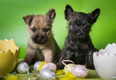 Kırmızı ortanca çiçekleriyle ahşap sepetteki komik siyah Cairn Terrier köpek yavrusu. Stüdyo resmi gri stüdyo arka planında izole edilmiş..