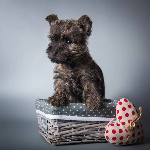 Engraçado Brindle Cairn Terrier Cachorro Uma Cesta Madeira Com Coração — Fotografia de Stock