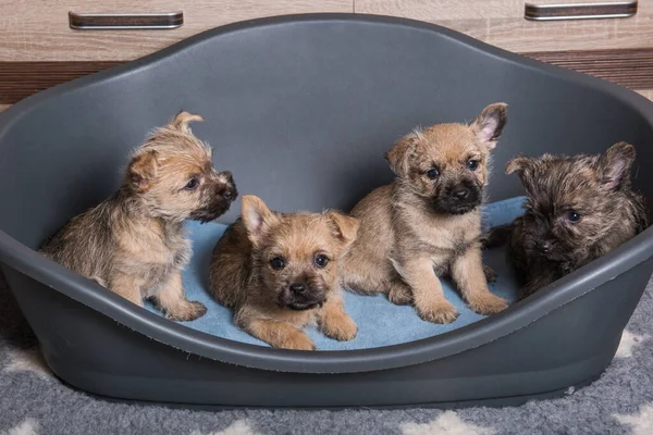 Four brindle and wheaten coat Cairn Terrier puppies dogs kennel in gray dog bed