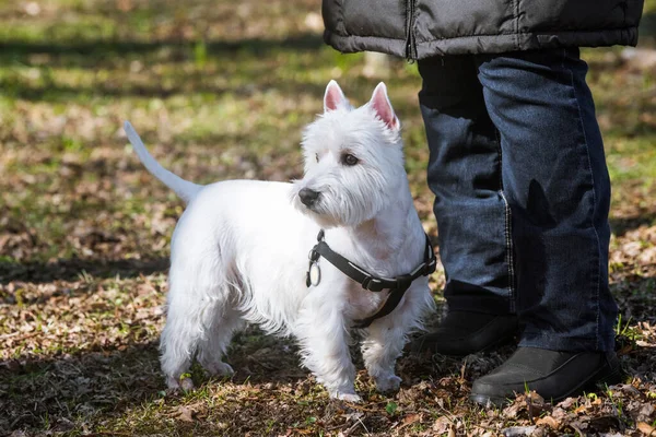 Білий Тьєрр West Highland White Terrier Dog Власником Природи Лісі — стокове фото