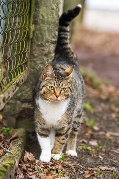 Lente Maart Tabby Kat Buurt Van Het Hek Kattenkonten Strelingen — Stockfoto