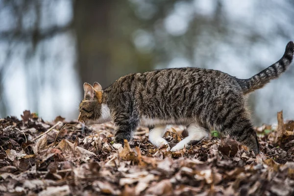 Spring March Tabby Cat Going Walking Dry Leaves Life Nature — Stock Photo, Image