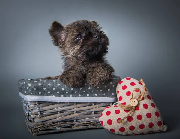 Cairn Terrier puppy with red heart Valentine s Day