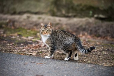 Tabby Cat looks back from walking on old road.