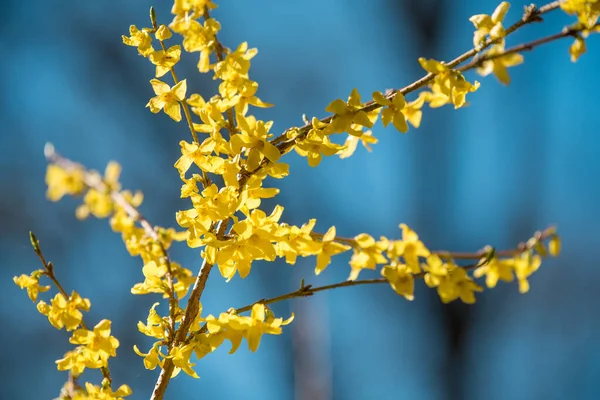 Forsythia flores planta en primavera cielo azul — Foto de Stock