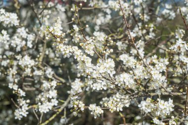 İlkbaharda kiraz eriği çiçeği beyaz çiçekler