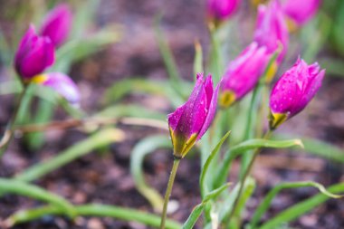 Parkta çiçek tarhında büyüyen leylak laleler..
