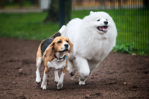 Самоед и пёс в движении играют в парке — стоковое фото