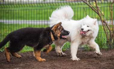 Samoyed köpek ve Alman çoban köpeği parkta oynuyorlar.