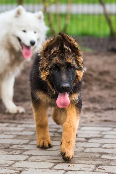Samoyed pies i owczarek niemiecki w ruchu grać w parku — Zdjęcie stockowe
