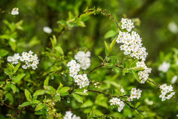 Tak van witte Spiraea. Voorjaarsbloesem — Stockfoto