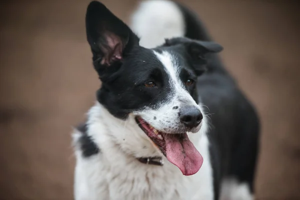 Vuxen Walesisk Corgi Kofta Poserar Hund Ålderdom Och Hängiven Blick — Stockfoto