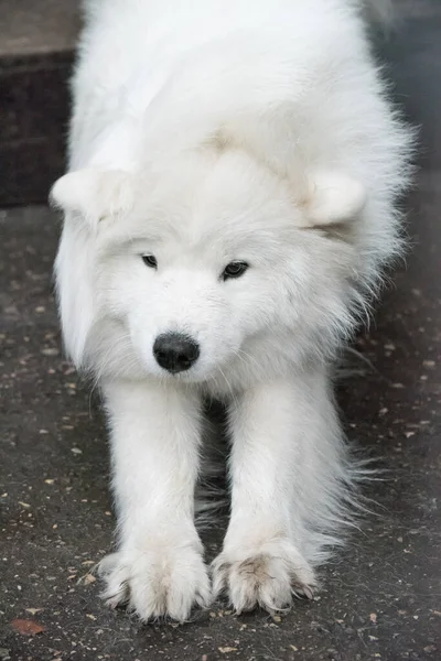 Samoyed Velký Nadýchaný Šťastný Pes Sedí Poté Prolévá Jejich Vlnu — Stock fotografie