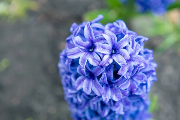 Flores Jacintos Azules Parque Primavera Exterior —  Fotos de Stock