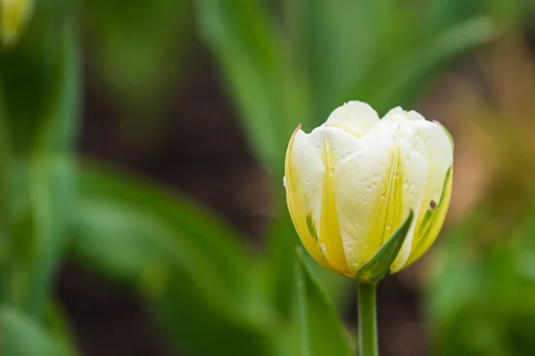 Sarı Beyaz Laleler Baharda Parklarda Çiçek Açar — Stok fotoğraf