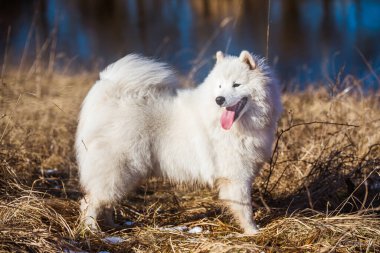 Beyaz tüylü Samoyed köpek yavrusu dışarıda yürüyor.
