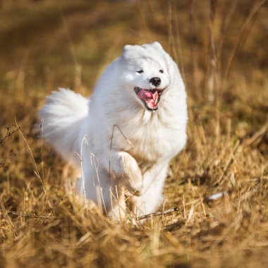 Beyaz tüylü Samoyed köpek yavrusu dışarıda koşuyor.