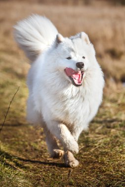 Beyaz tüylü Samoyed köpek yavrusu dışarıda koşuyor.
