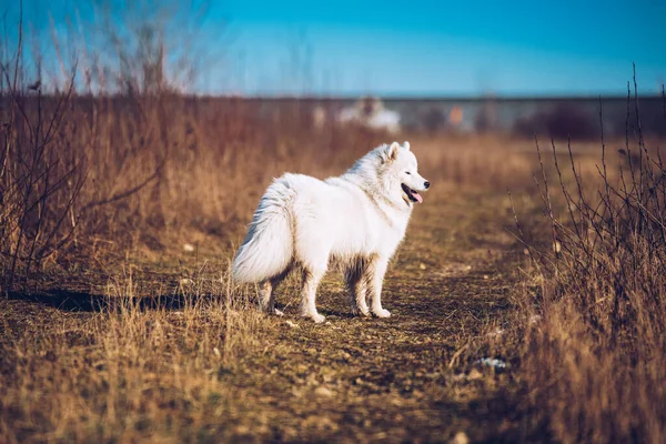 白いふわふわソイドッグ子犬が外を歩いています — ストック写真