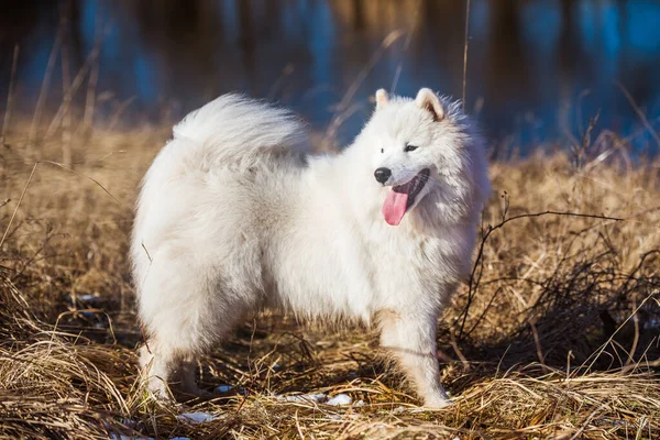 Blanco esponjoso cachorro de perro Samoyed está caminando fuera —  Fotos de Stock