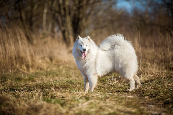 Bianco soffice cane cucciolo Samoyed sta camminando fuori — Foto Stock