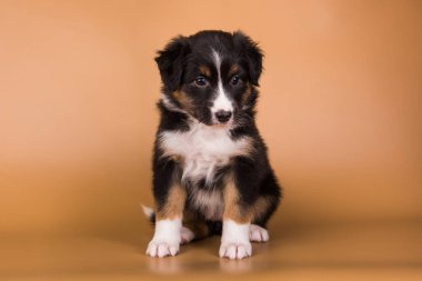 Avustralya çoban köpeği. Üç renkli siyah ten rengi yavru köpek.