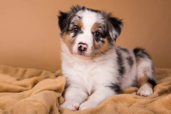 Red Merle Australian Shepherd valp, sex veckor gammal — Stockfoto