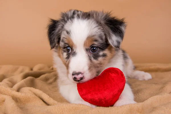 Red Merle Australian Shepherd valp med rött hjärta — Stockfoto