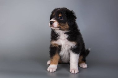 Avustralya çoban köpeği. Üç renkli siyah ten rengi yavru köpek.