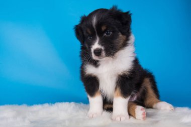 Avustralya çoban köpeği. Üç renkli siyah ten rengi yavru köpek.