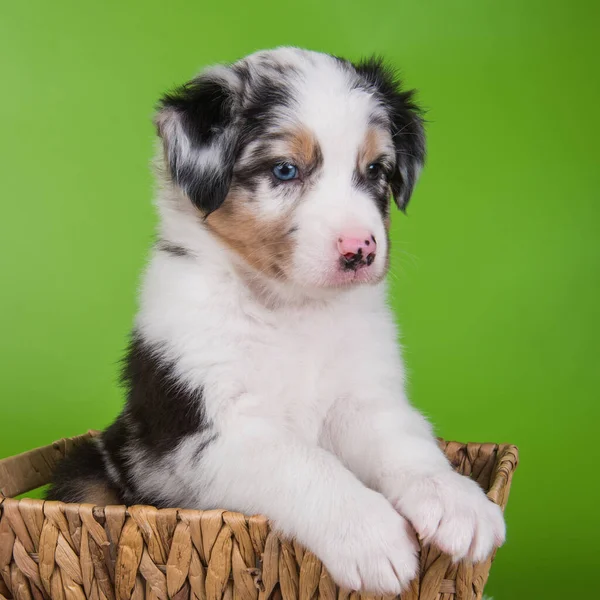 Röd merle australiska Shepherd valp lila blommor — Stockfoto