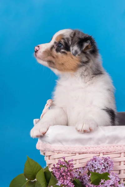 Red Merle Owczarek australijski profil szczeniaka — Zdjęcie stockowe