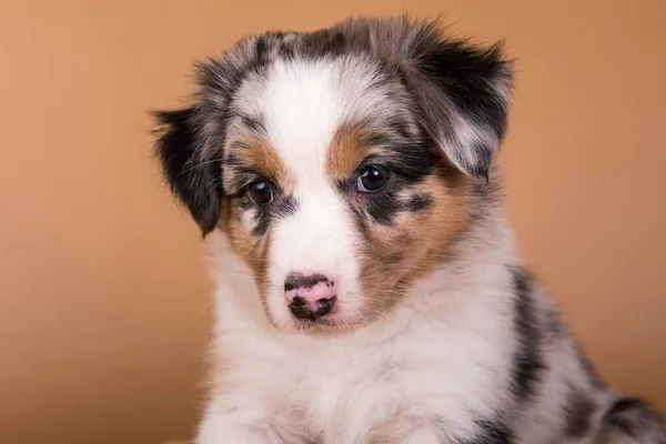 Red Merle Australian Shepherd puppy, six weeks old — Stock Photo, Image