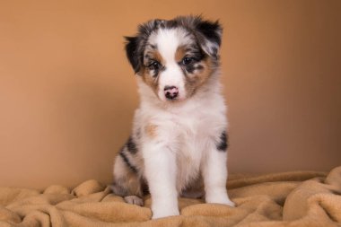 Kırmızı Merle Avustralya çoban köpeği, altı haftalık.