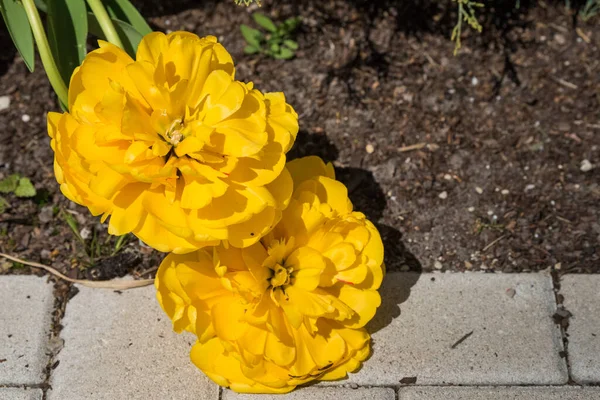 Güzel, sarı lale çiçeği başı. Yaklaş. — Stok fotoğraf