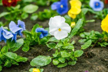 Bahçede su damlaları olan beyaz nonoş.