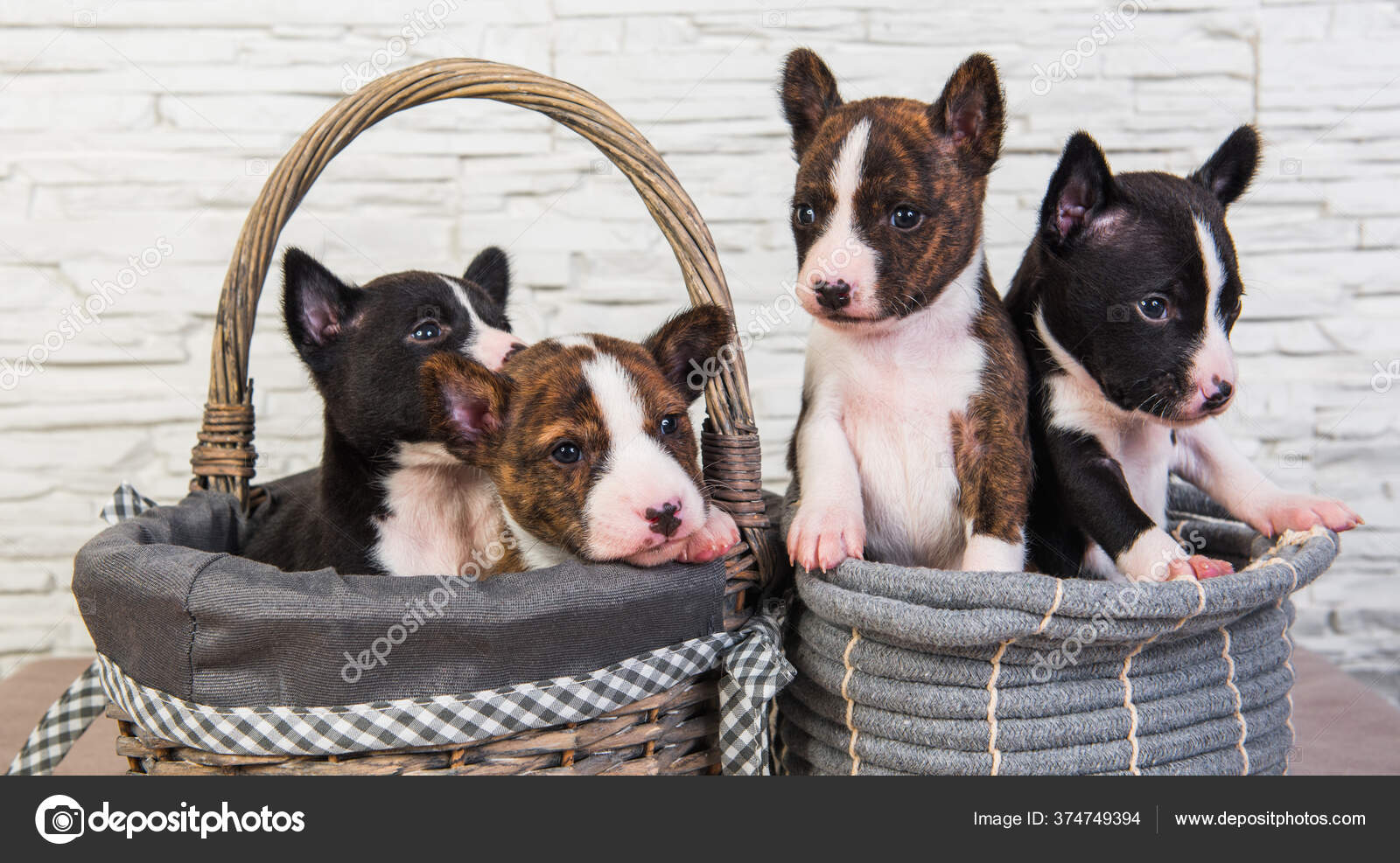 Four Funny small babies Basenji puppies dogs Stock Photo by ©zannaholstova  374749394
