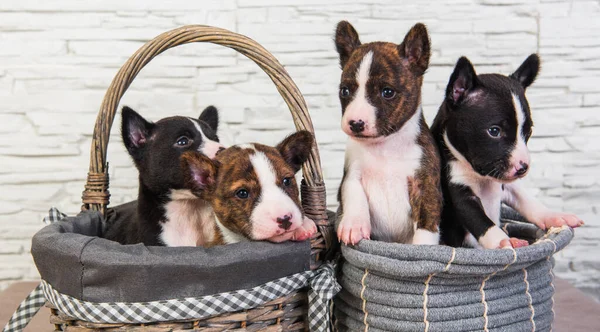 Čtyři Funny malé děti Basenji štěňata psi — Stock fotografie