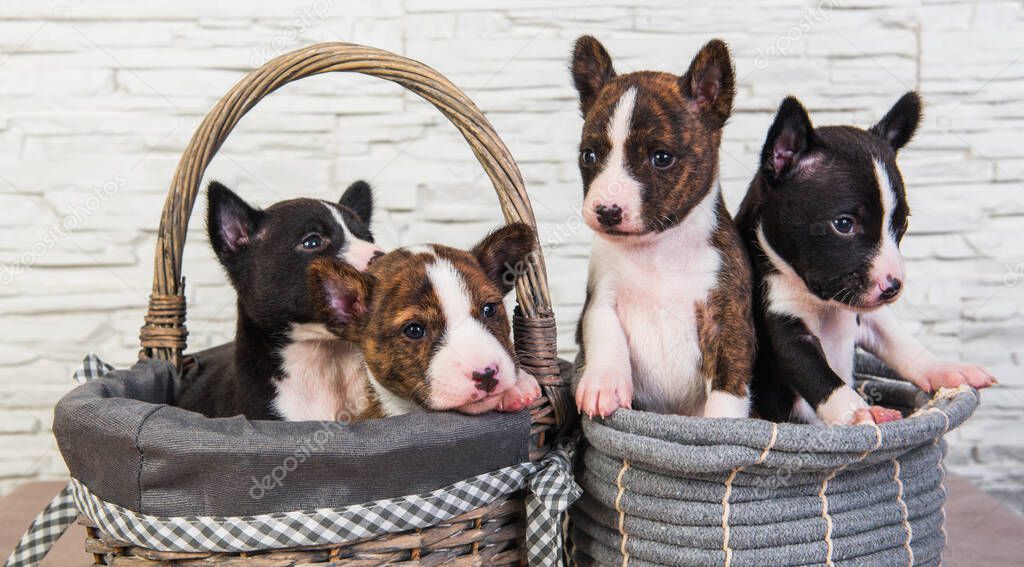 Four Funny small babies Basenji puppies dogs