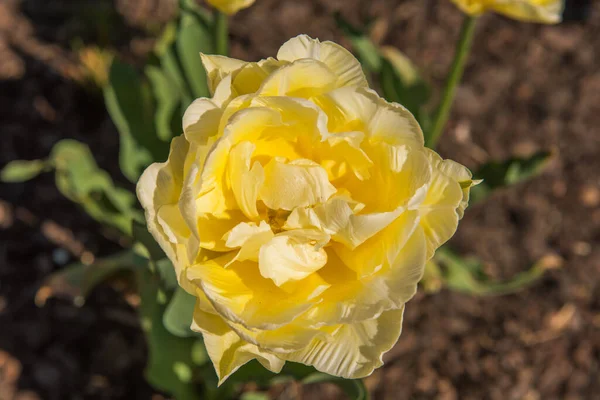 Big yellow tulip flower head close up