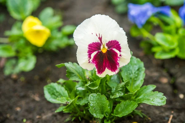 Pansy blanco con complementos violetas afuera en el jardín —  Fotos de Stock